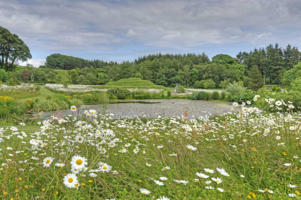 Orroland's wildflower meadow in bloom