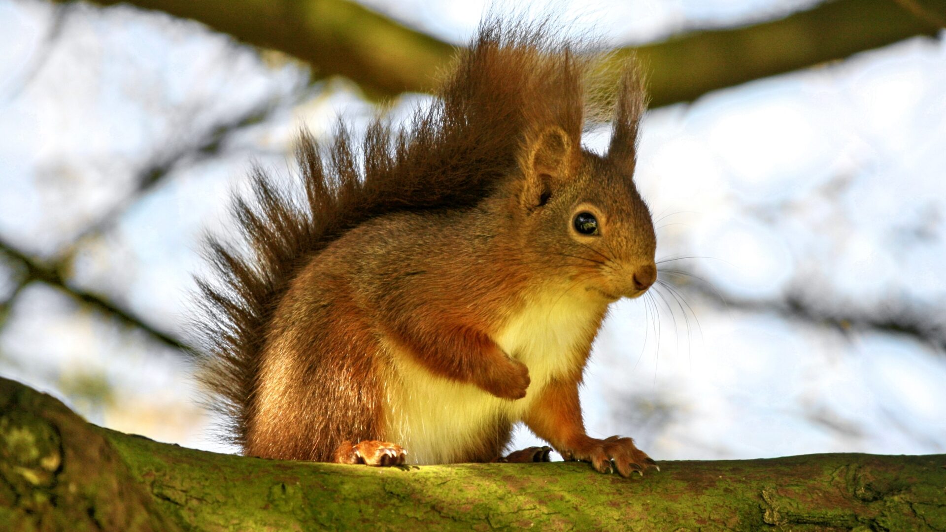 Sponsorship of Kirkcudbright Red Squirrel Group