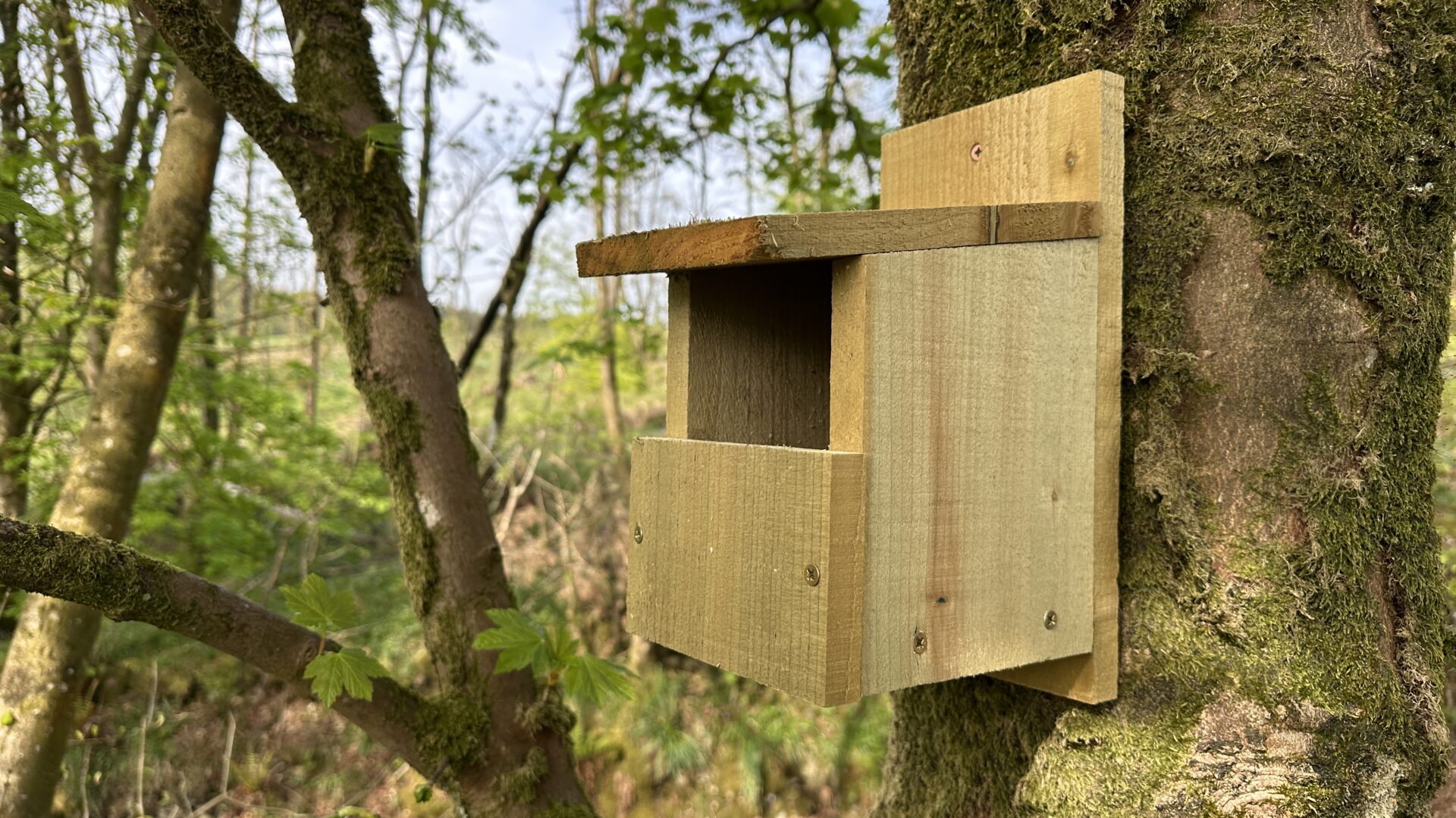 Supporting Local Wildlife with Handcrafted Nesting Boxes