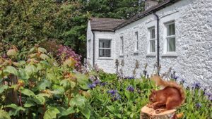 Red squirrels in the private garden at Abbotsway Cottage