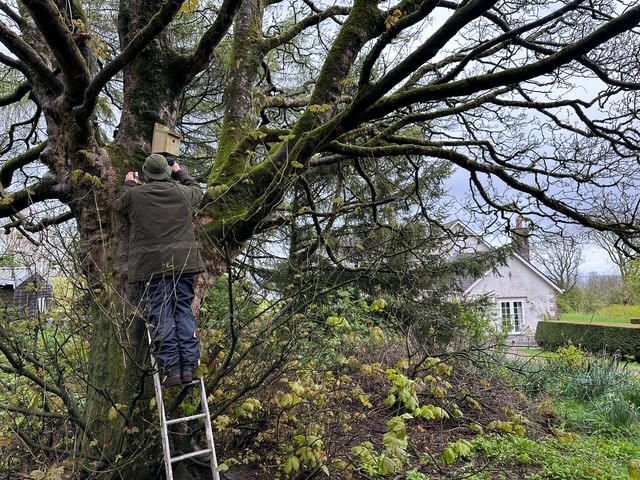 Installing one of the nest boxes near Auchengashell