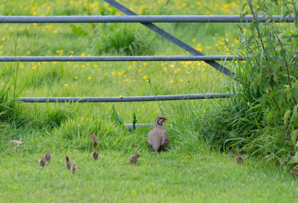 Partridge with chicks in early summer