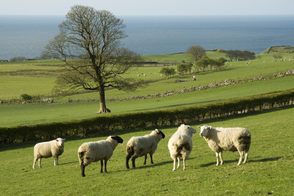 Sheep in the fields at Orroland in Spring
