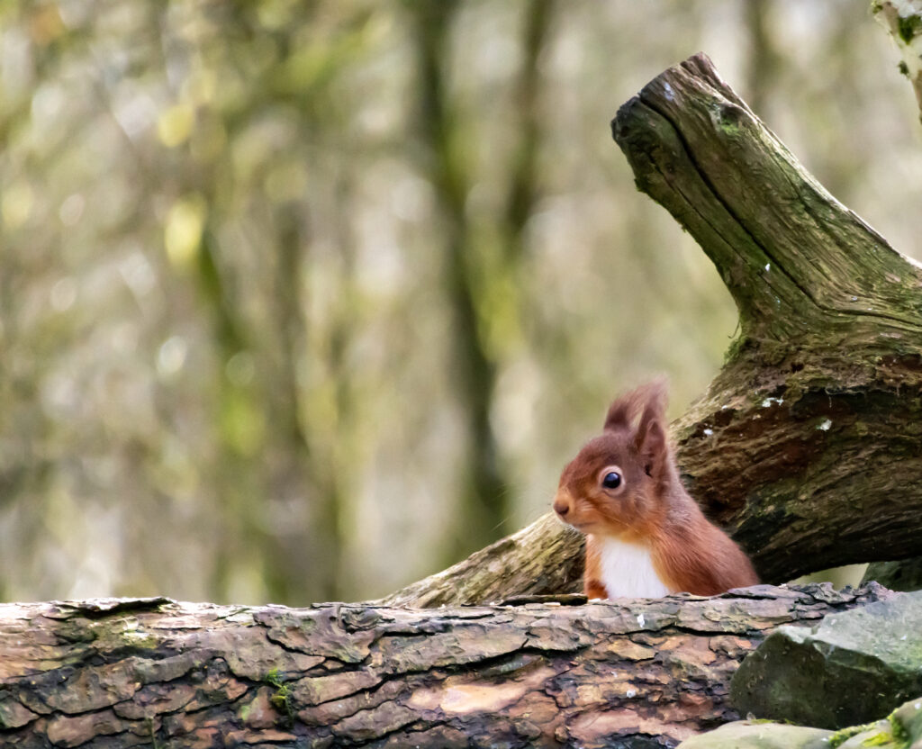 A red squirrel photographed by guests staying at Orroland