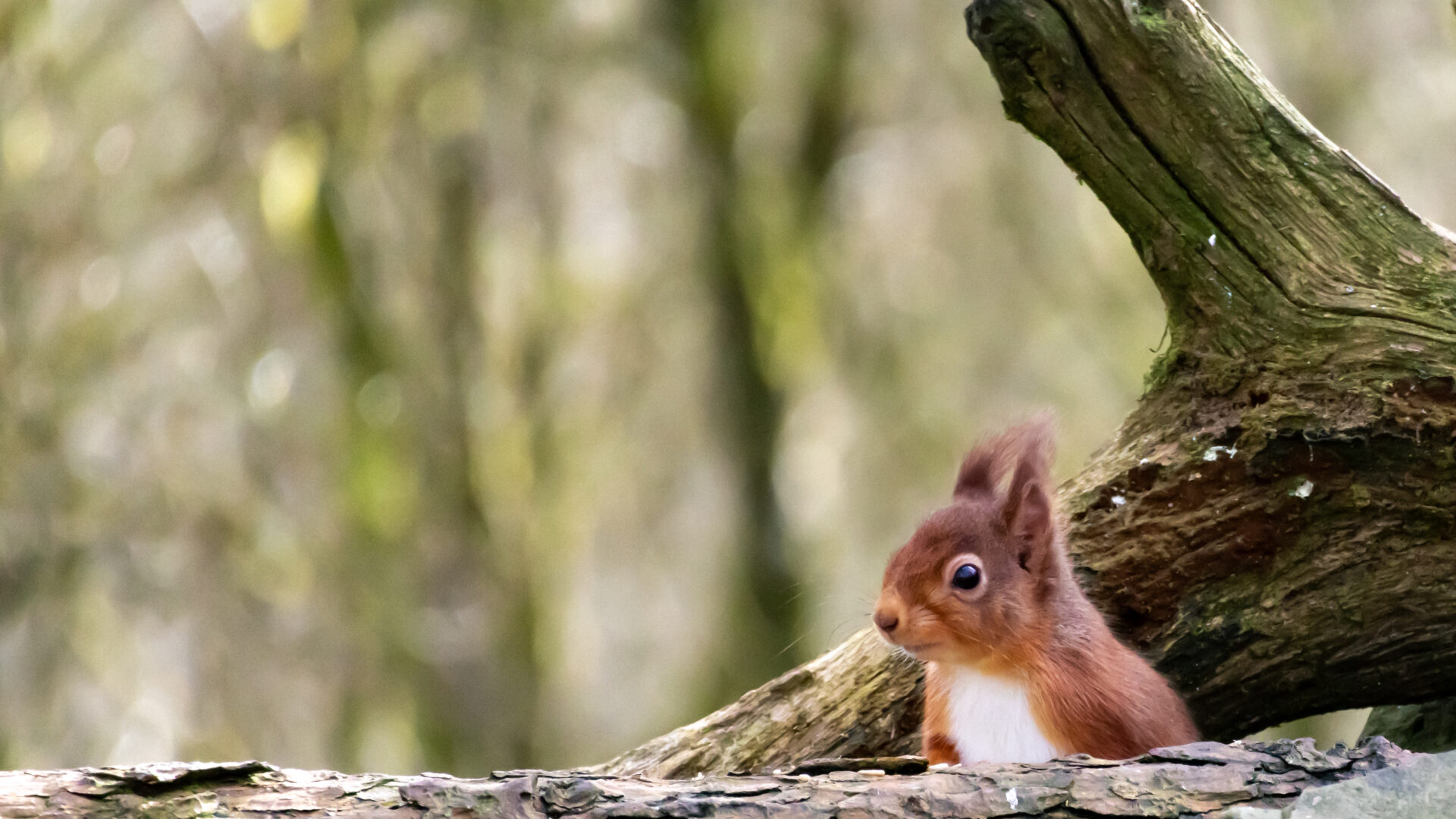 The Wildlife