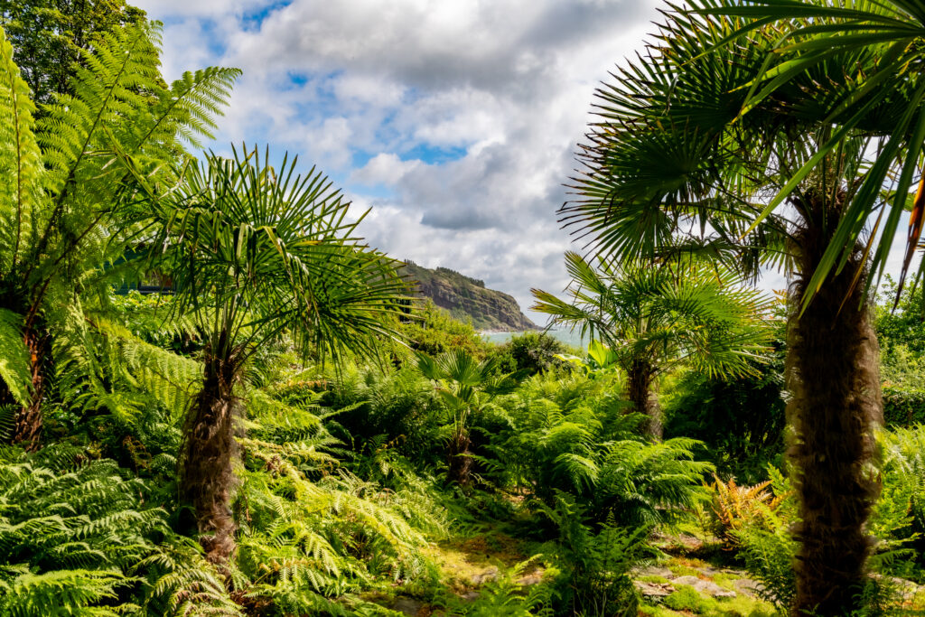 Explore the fern and palm garden on the shore