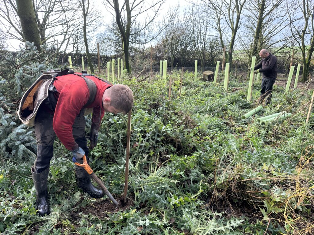 Planting trees at Orroland in autumn 2025