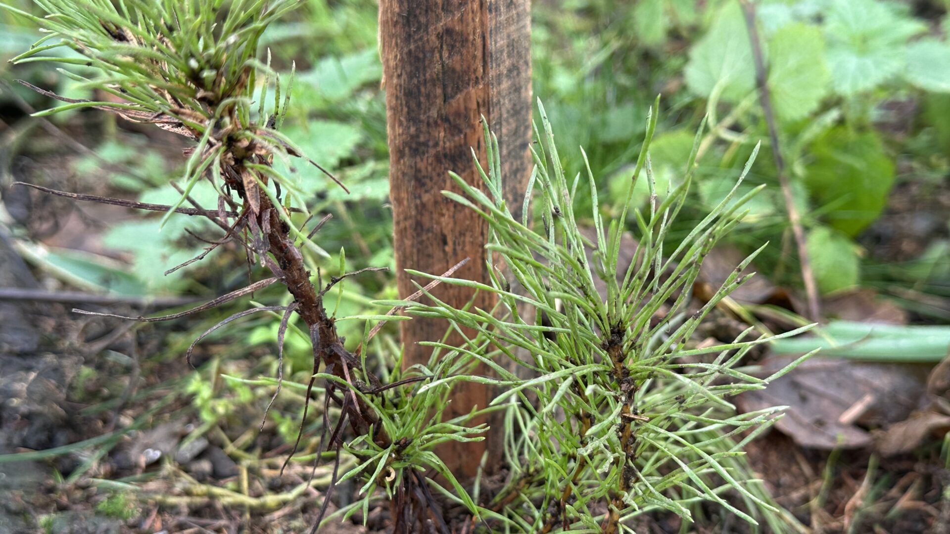 Replanting the Woodland: Autumn 2025 at Orroland