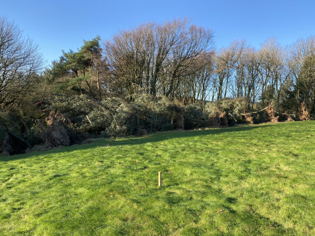 Trees at the top of Orroland blown down in Storm Arwen