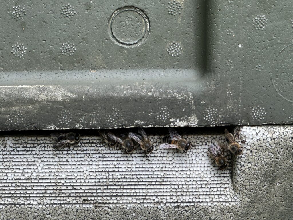 Activity on the beehives in early summer