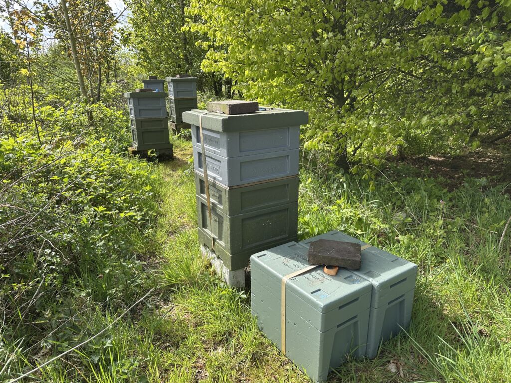 Our local beekeeper keeps seven beehives at Orroland